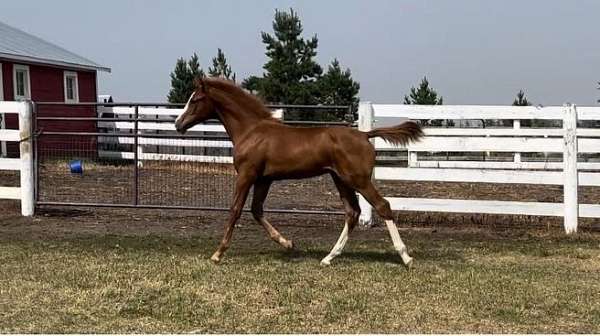 chestnut-cwhba-colt