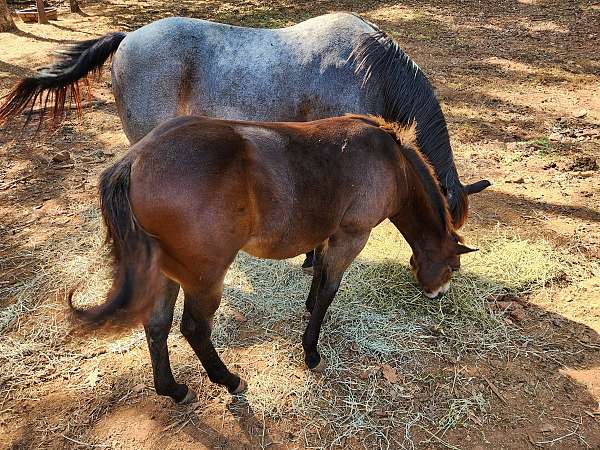 quarter-horse-colt