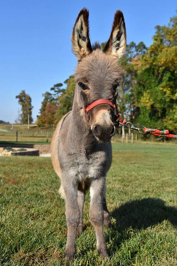 grey-working-donkey