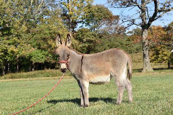 grey-donkey-foal