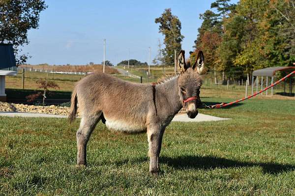 grey-foal-for-sale