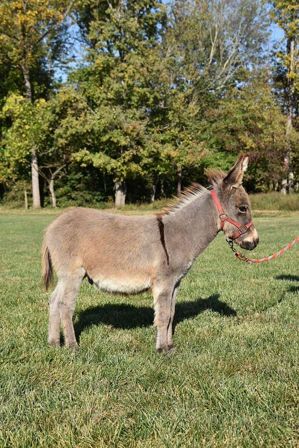 grey-donkey-for-sale