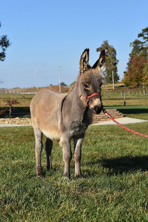 grey-donkey