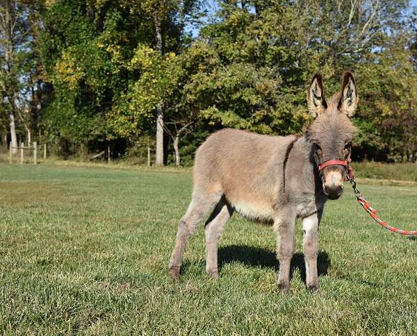 donkey-foal