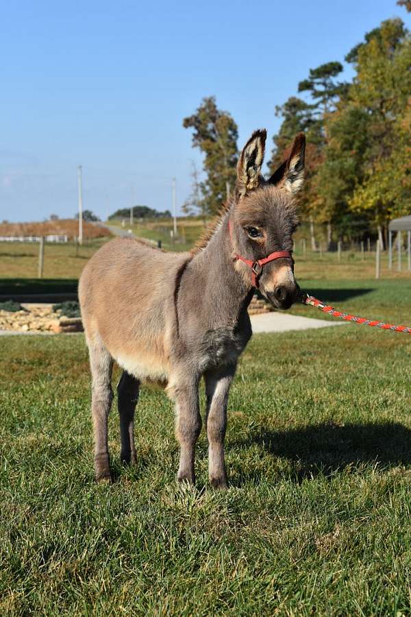 donkey-for-sale