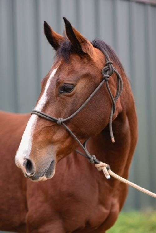 two-white-left-socks-blaze-horse