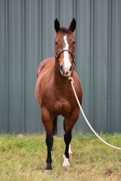 bay-two-white-left-socks-blaze-horse