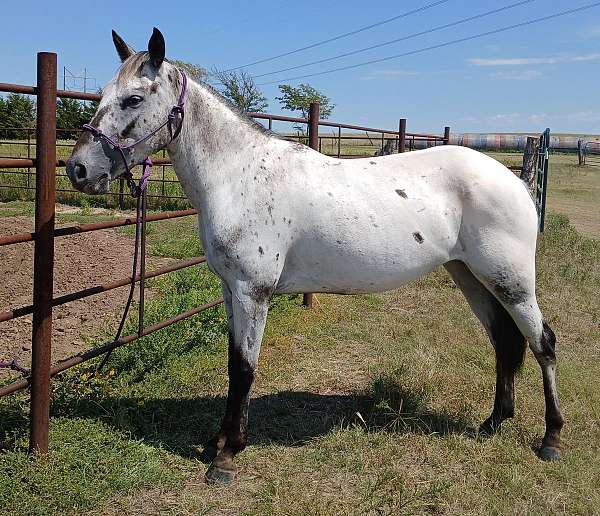 bay-roan-star-horse