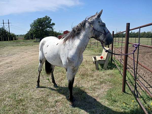 all-around-appaloosa-horse