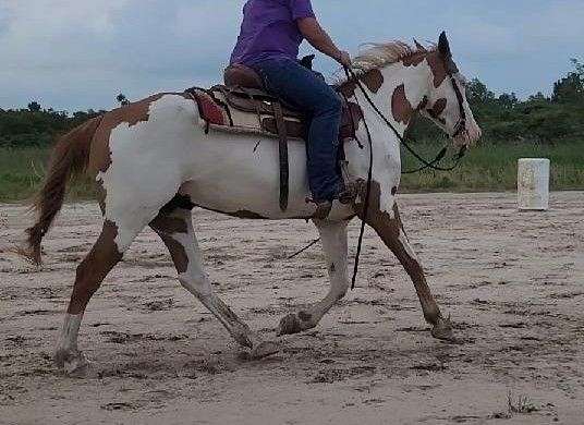 loud-overo-gelding