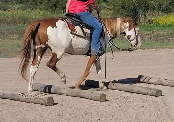 loud-overo-gelding