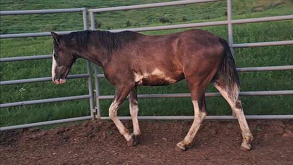 roand-horse