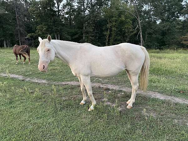 american-cream-mare