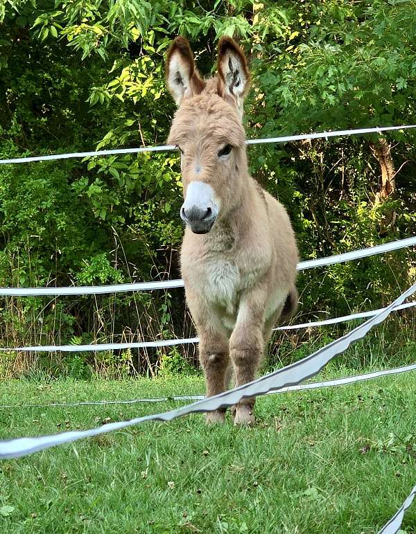 miniature-weanling