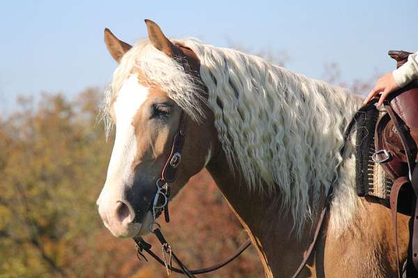 driving-haflinger-horse