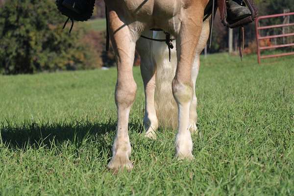 english-pleasure-haflinger-horse