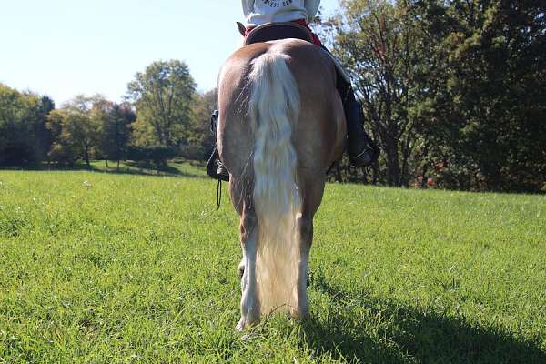 flashy-haflinger-horse