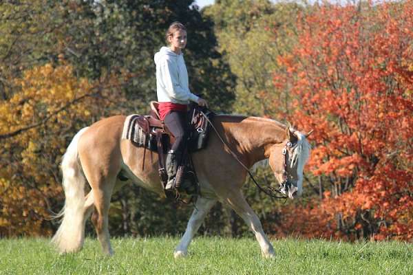 jumping-haflinger-horse