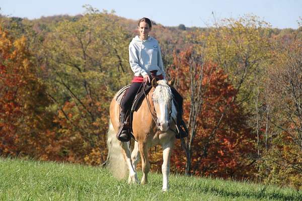 pleasure-driving-haflinger-horse