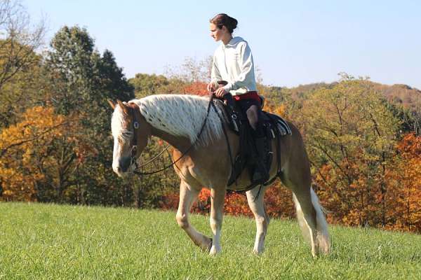 ridden-english-haflinger-horse