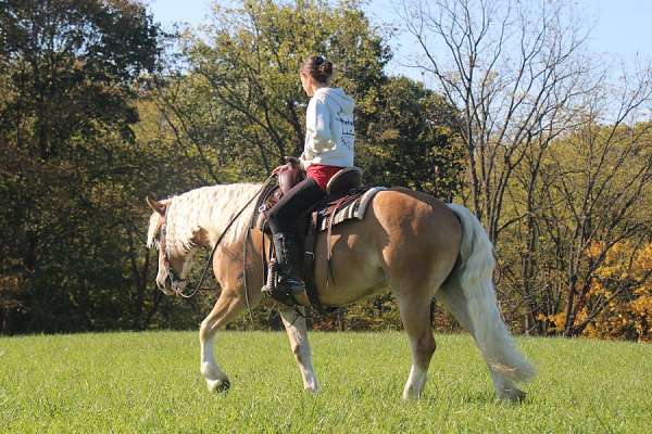 ridden-western-haflinger-horse