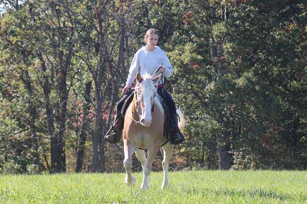 team-driving-haflinger-horse