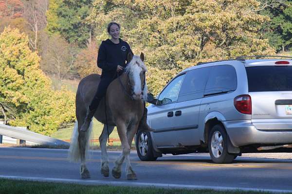 trail-haflinger-horse