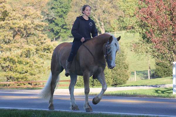 trail-riding-haflinger-horse