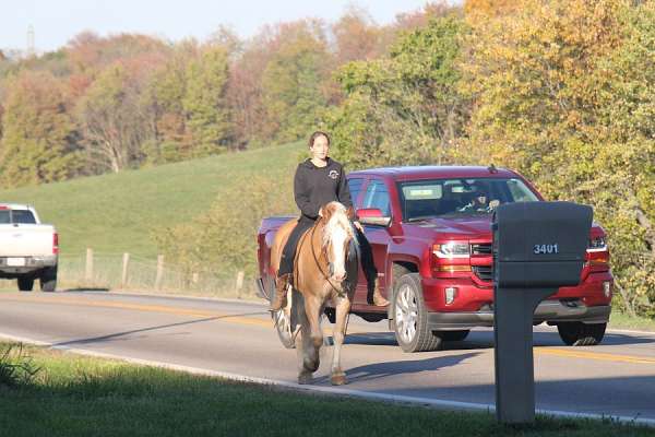 western-dressage-haflinger-horse