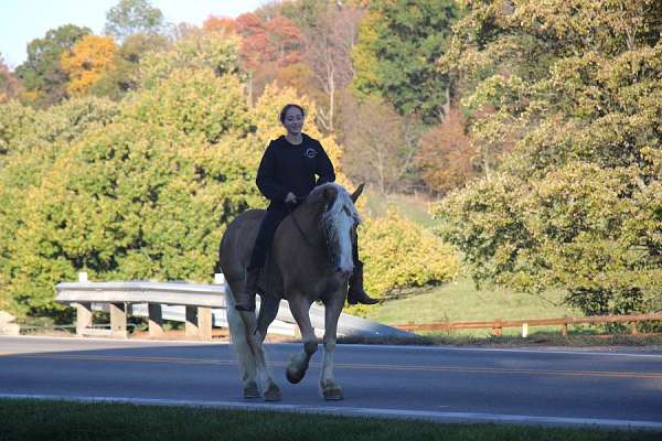 western-pleasure-haflinger-horse