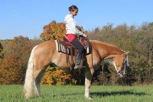 western-dressage-haflinger-horse