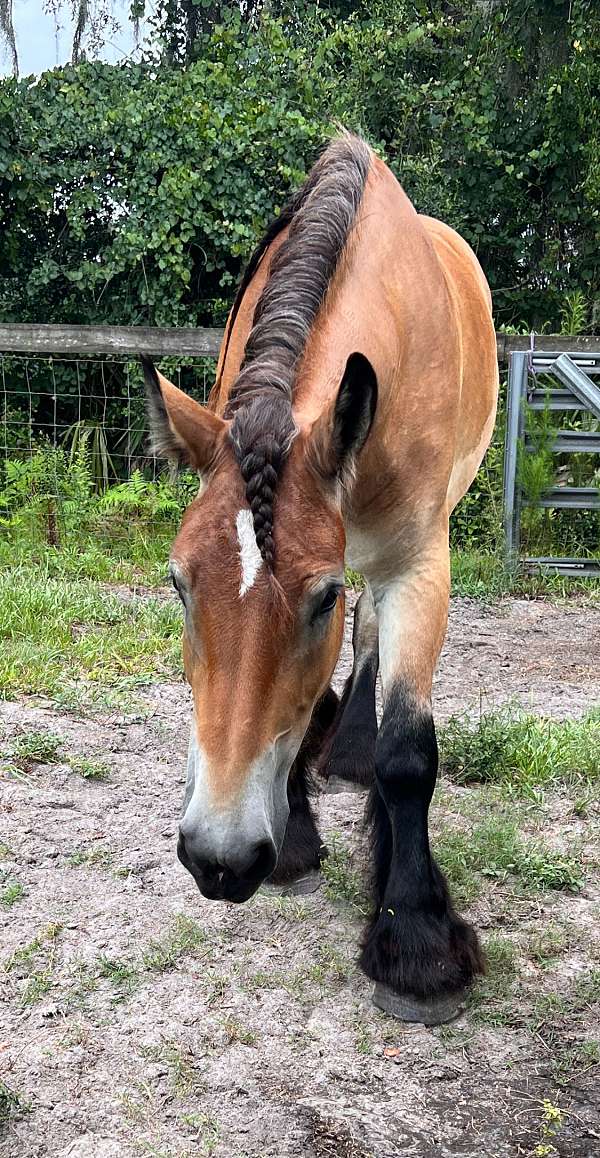 bay-roan-the-horse