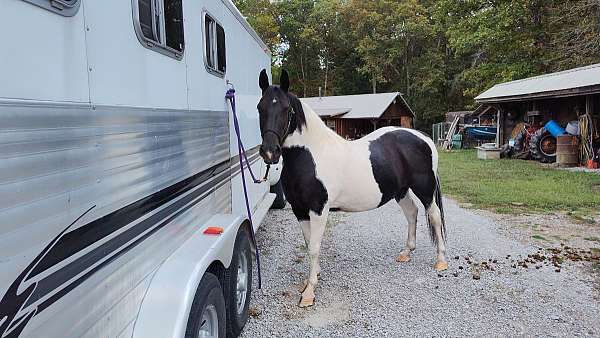 spotted-saddle-gelding