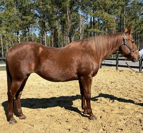 red-roan-quarter-horse-mare