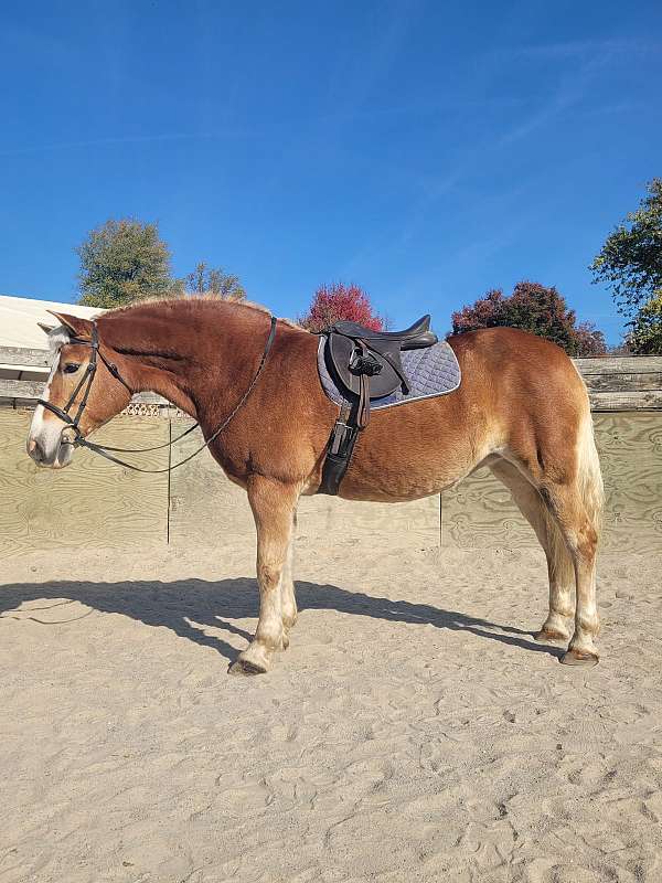 haflinger-mare