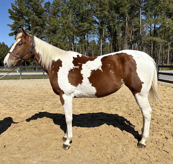 foundation-draft-paint-horse