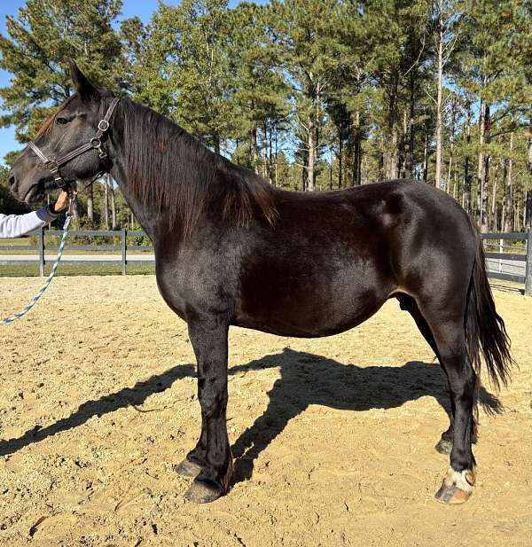 black-draft-mare