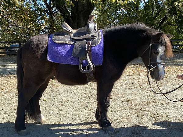 companion-kid-safe-miniature-horse