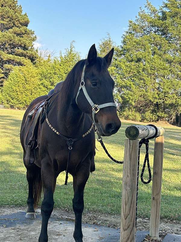 quarter-horse-gelding