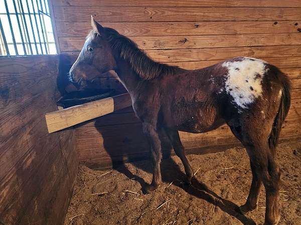 quarter-horse-colt