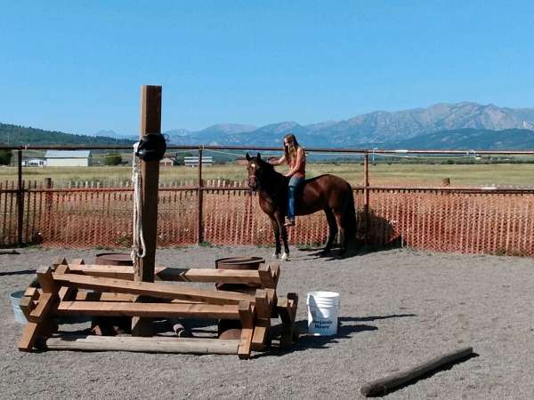 rl-pastern-horse