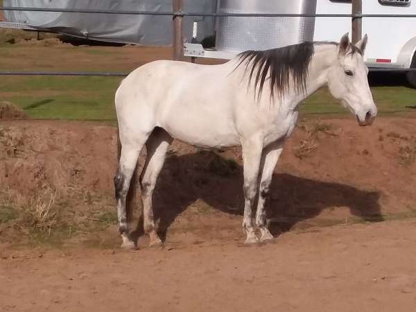 dark-grey-mane-horse