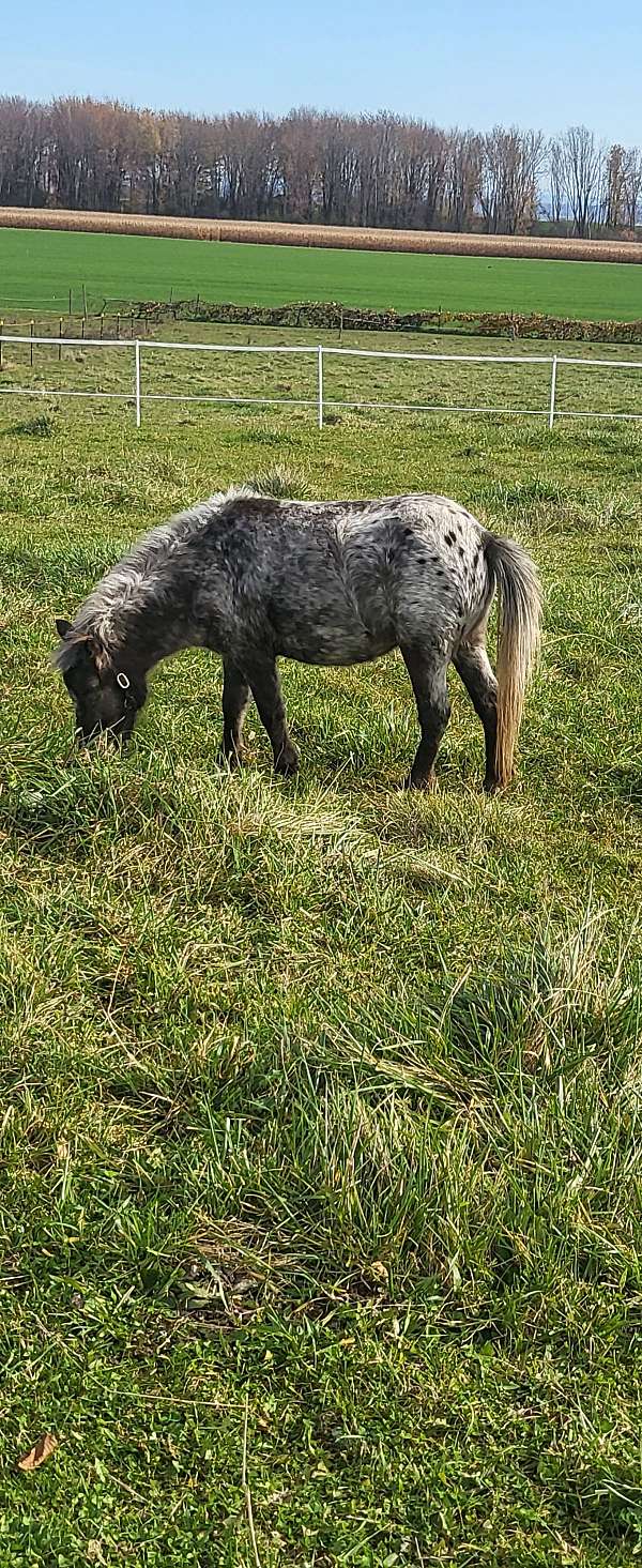 double-registered-show-appaloosa-horse