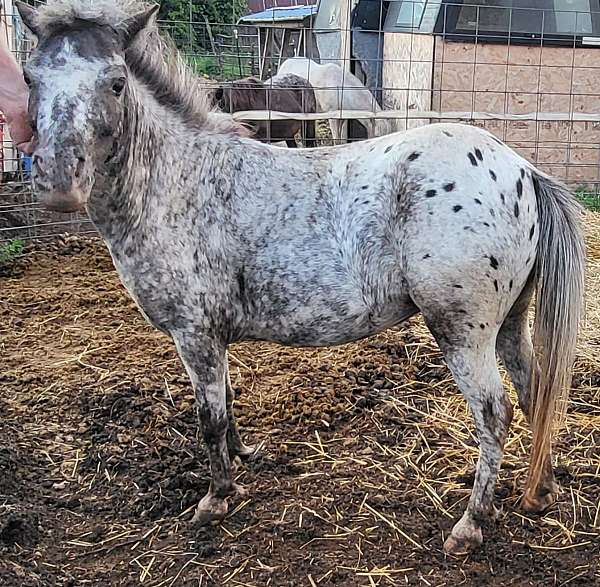 blk-miniature-horse