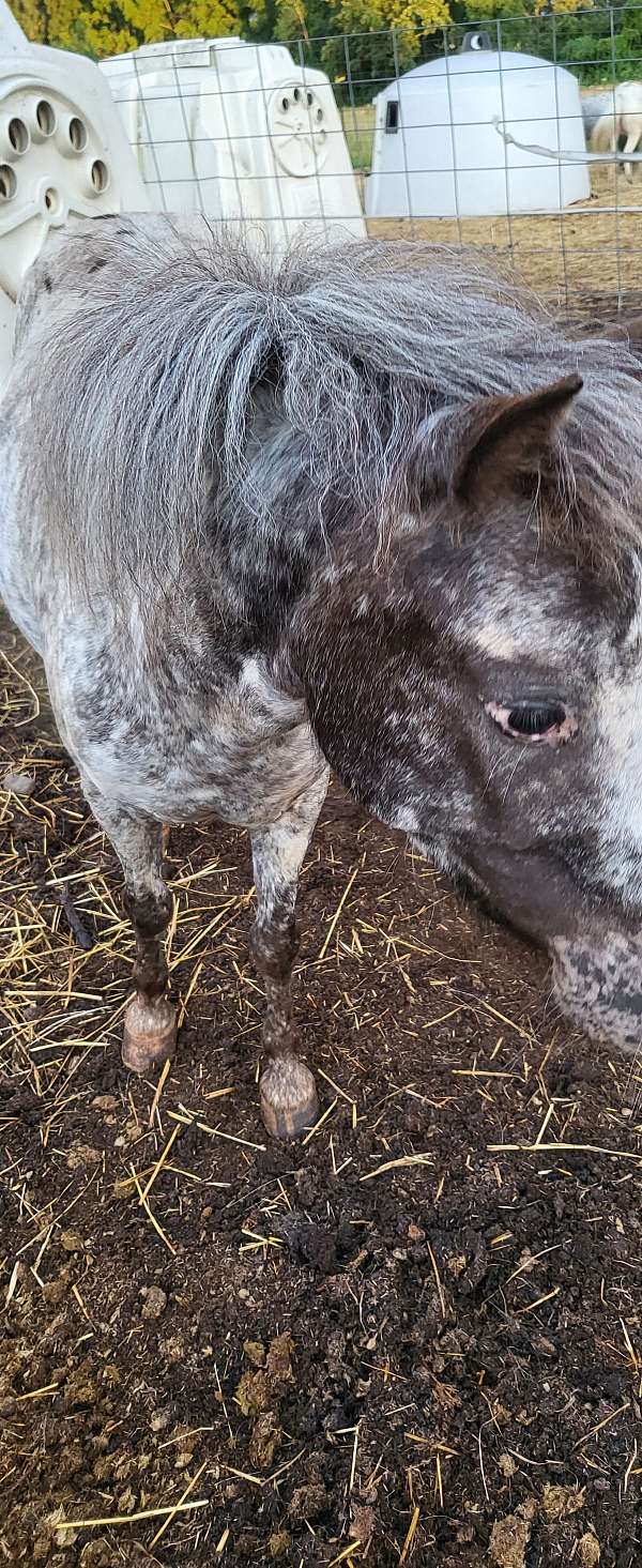 dreams-miniature-horse