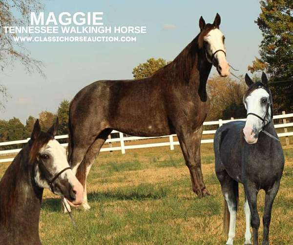 broodmare-prospect-tennessee-walking-horse