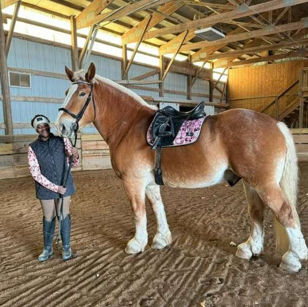 illinois-belgian-horse