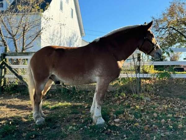 illinois-gelding