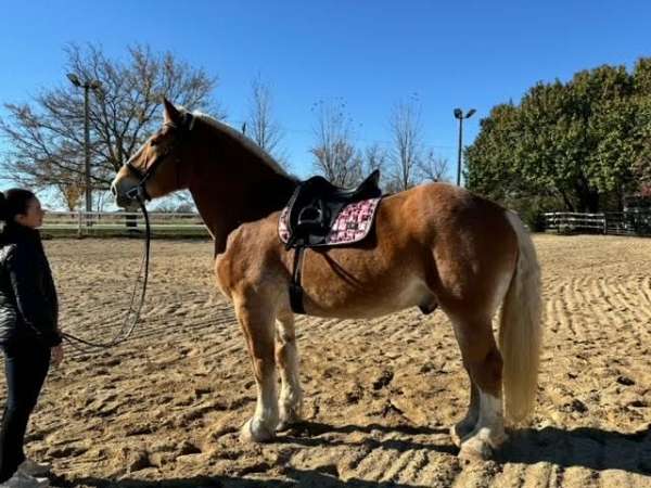 draft-belgian-horse