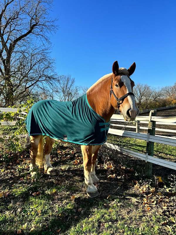 gelding-belgian-horse